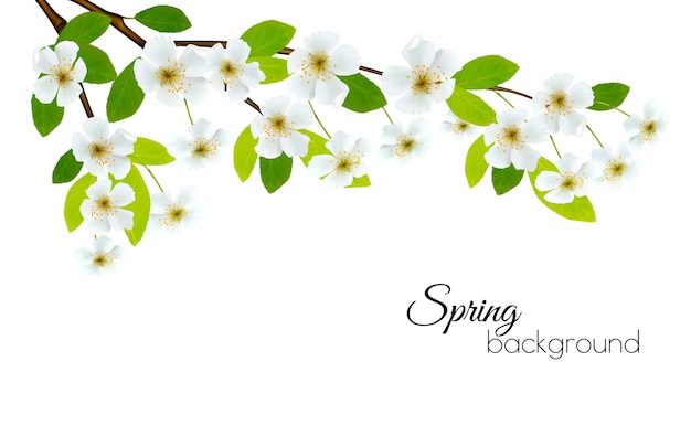 Fondo de primavera con flores blancas. Vector.