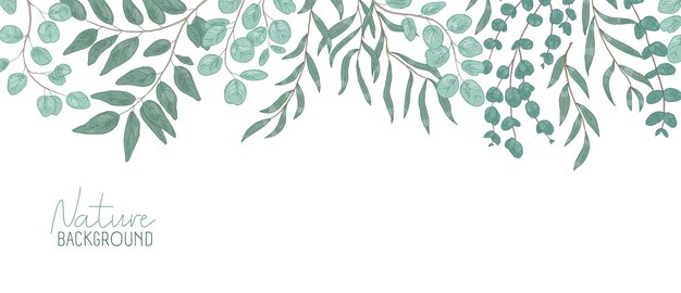 Fondo realista de vector de naturaleza. Telón de fondo de follaje con lugar para texto. Composición botánica, ramas de arbustos con hojas verdes. Follaje natural, frondage. Ilustración floral dibujada a mano.