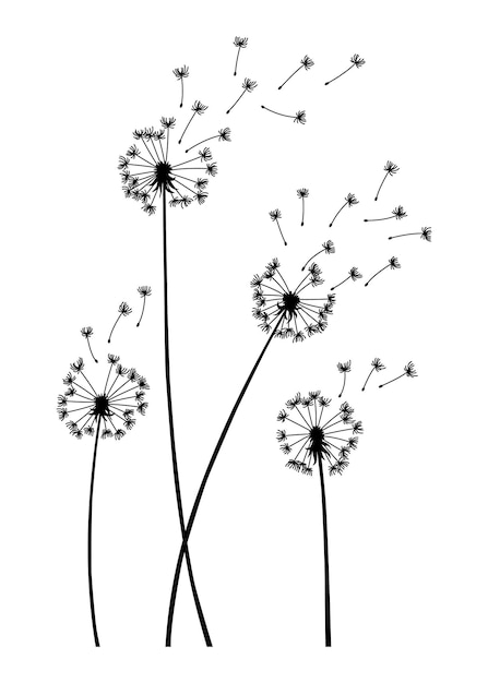 Fondo de soplo de viento de diente de león Silueta negra con capullos de diente de león voladores en blanco Semillas voladoras abstractas Gráficos decorativos para imprimir Diseño de escena floral