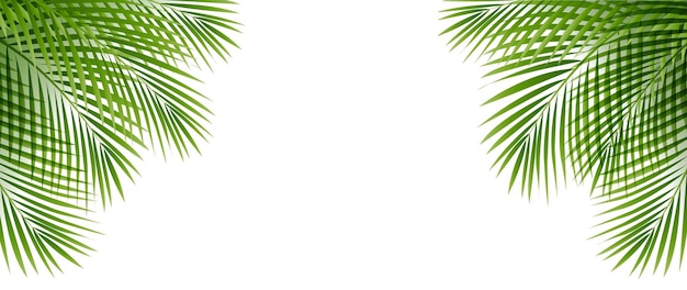 El fondo transparente aislado de la frontera de la palmera tropical