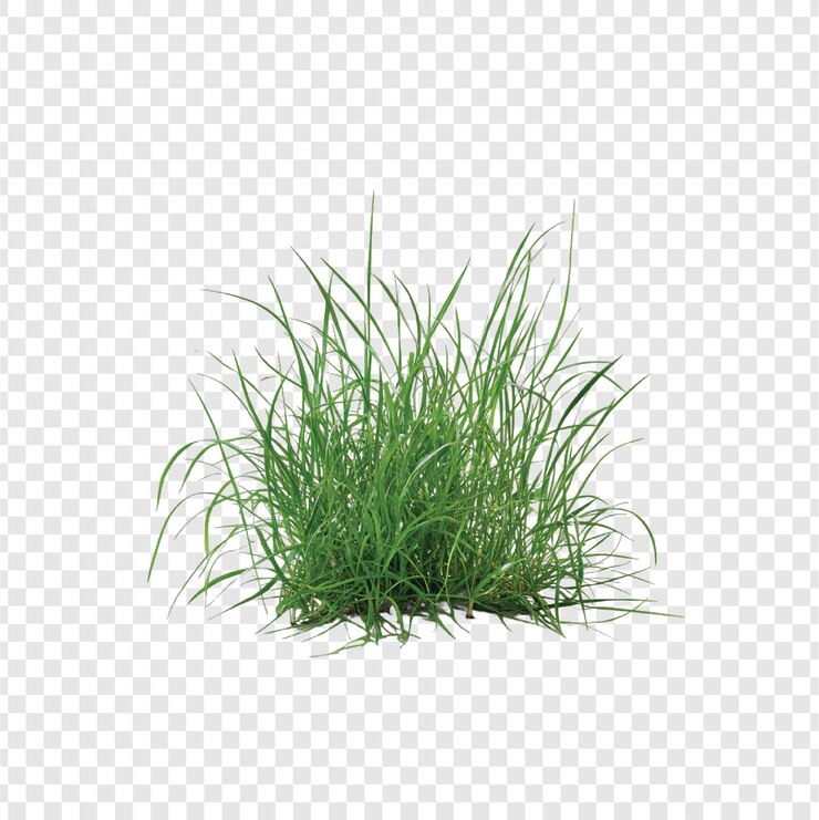 Vector fondo transparente aislado de hierba verde