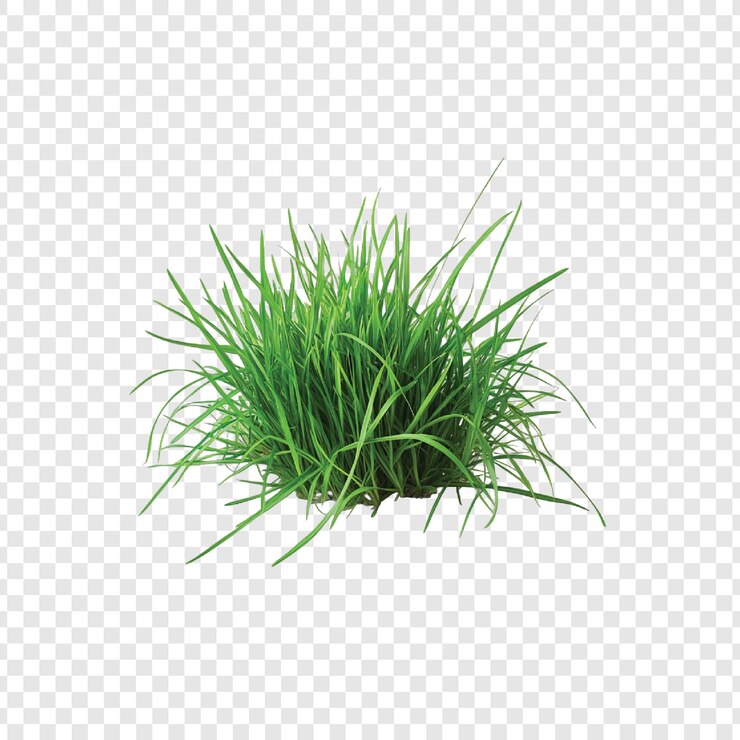 Vector fondo transparente aislado de hierba verde