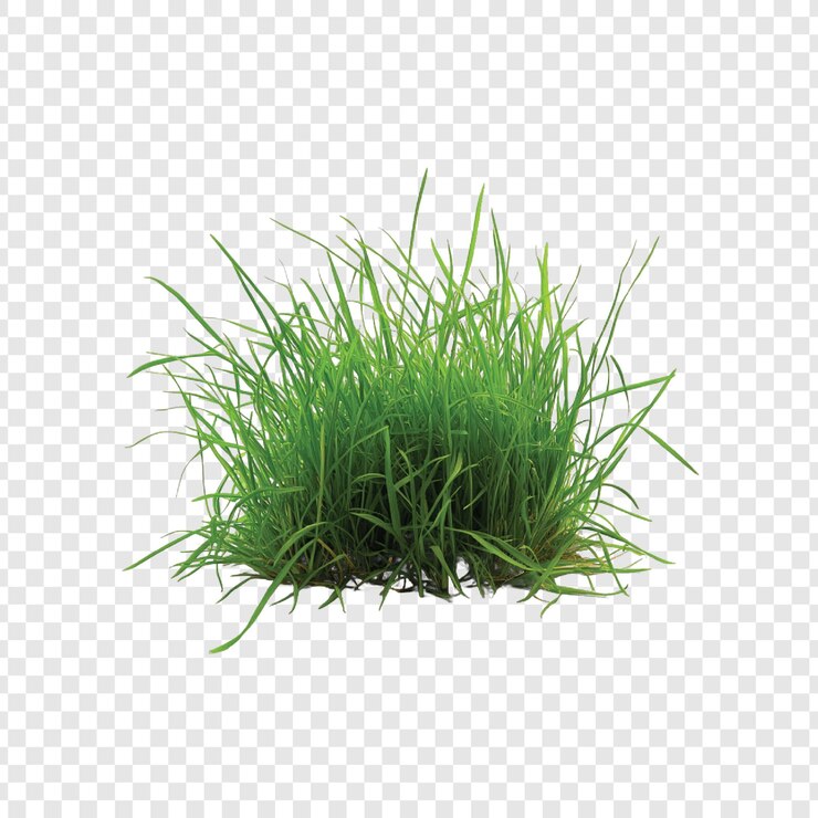 Vector fondo transparente aislado de hierba verde