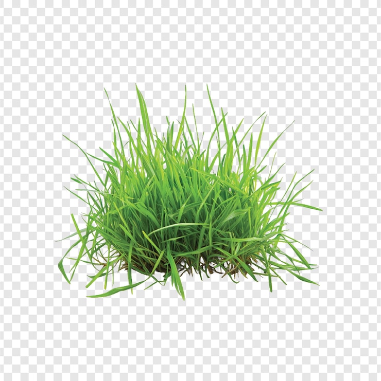 Vector fondo transparente aislado de hierba verde