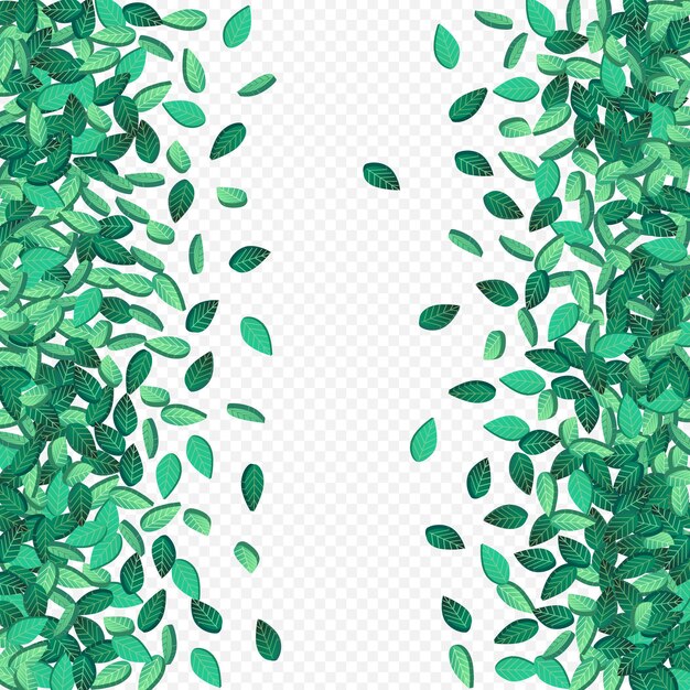 Fondo transparente de vector de caída de hojas de hierba. Frontera de verdes frescos. Diseño de remolino de follaje de cal. Bandera de la ecología de la hoja.