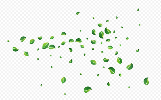 Fondo transparente del vector de la falta de definición de la hoja de la cal. Ilustración de hierbas verdes. Rama de té de hojas verdes. Patrón realista de follaje.