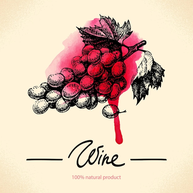 Fondo de la vendimia del vino. Ilustración de dibujado a mano de acuarela