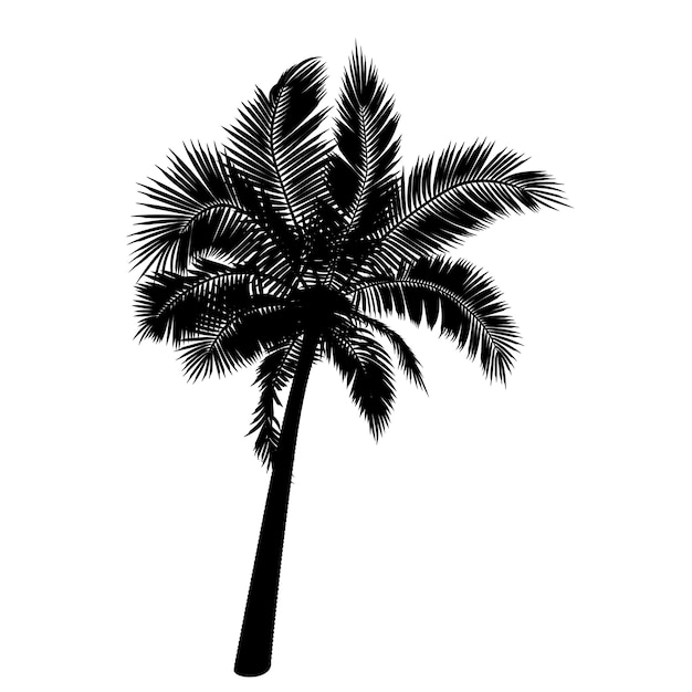 Forma de palmera de coco recta Ilustración vectorial de ramas de follaje de tronco de palmera