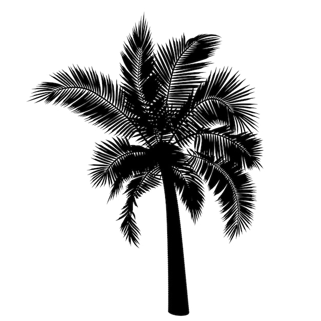 Forma de palmera de coco recta Ilustración vectorial de ramas de follaje de tronco de palmera