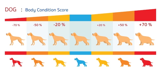 Vector forma de puntuación de condición corporal del perro, gráfico de salud e infografía