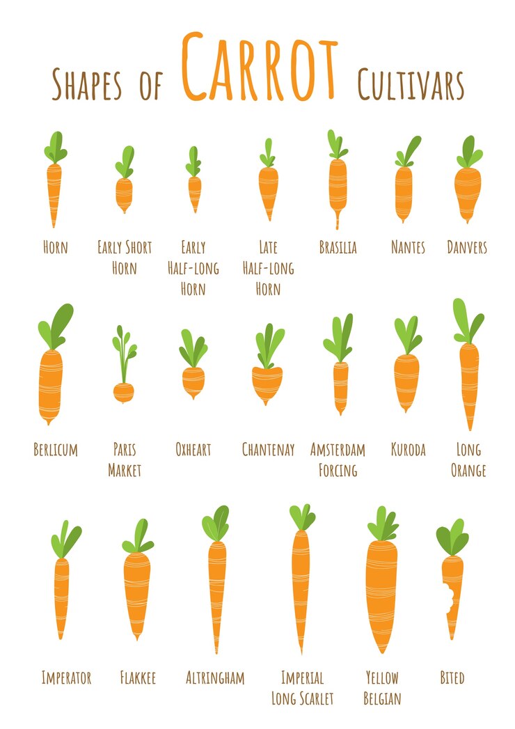 Vector formas típicas de cultivares de zanahoria.