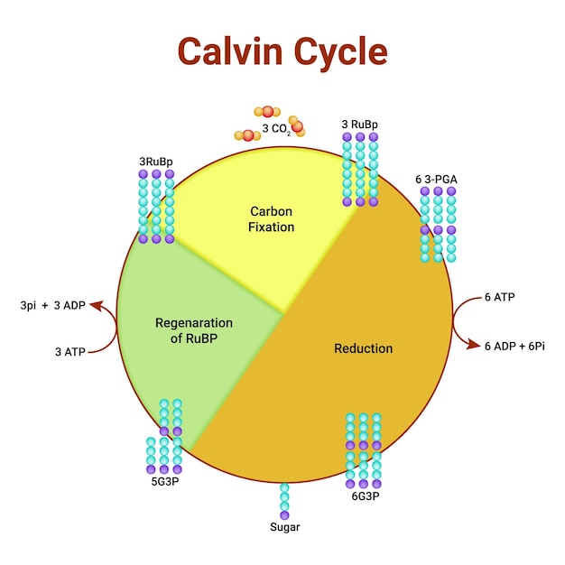 Fotosíntesis ciclo de calvin en cloroplasto