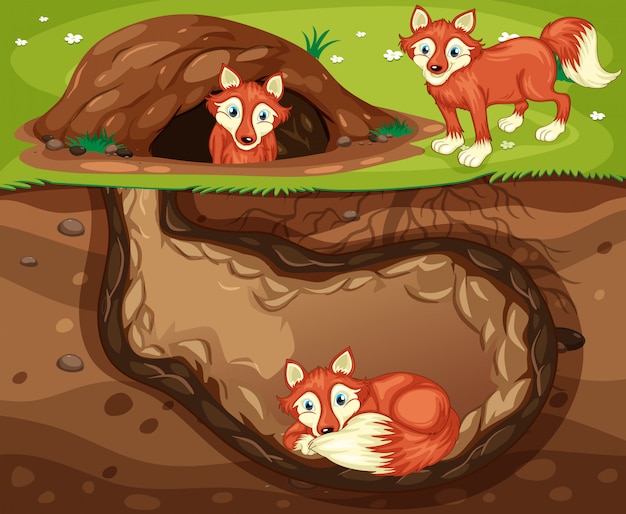 Un fox family living underground