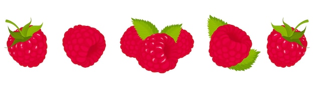 Frambuesa, aislado en fundamento blanco. Conjunto de vector de frambuesa, entero y rebanada de frambuesa con cola verde y hoja. Diseño plano