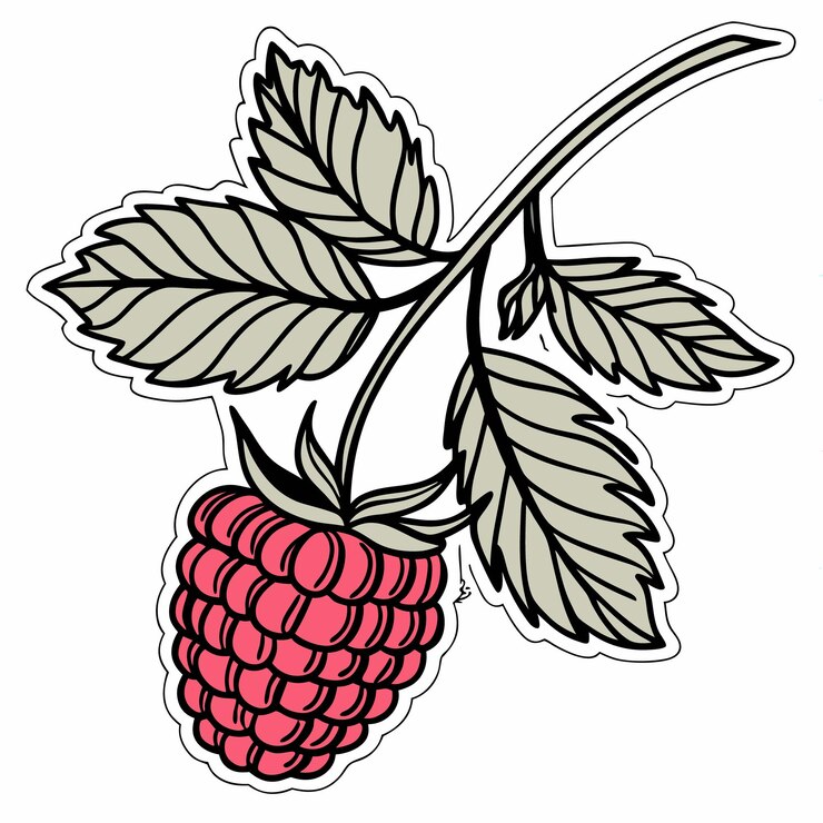Vector frambuesa individual con hojas frutas rojas en la rama con fondo transparente