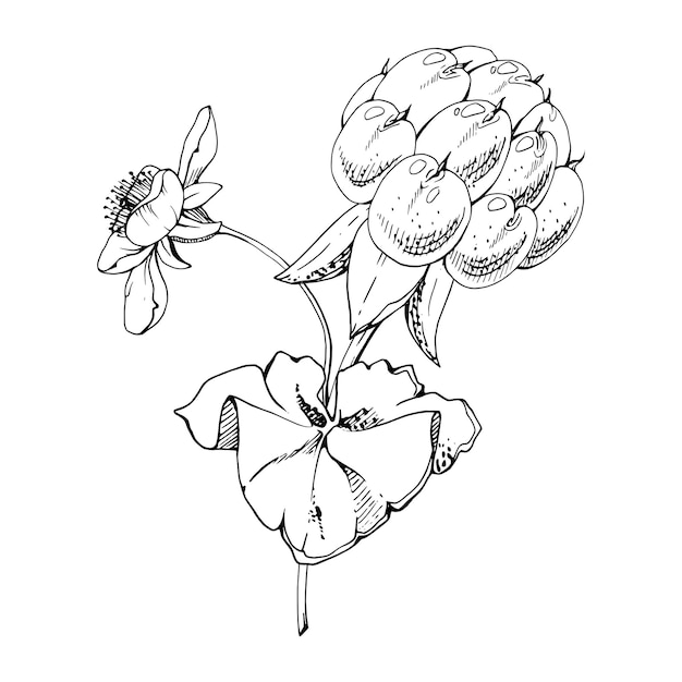 Frambuesa nublada con flores blancas dibujada a mano con tinta vectorial frambuesa del bosque escandinavo en