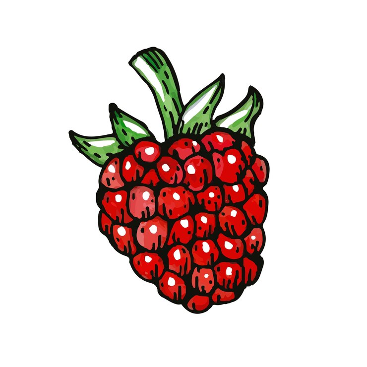 Vector frambuesa de vector dibujado a mano frambuesa de acuarela