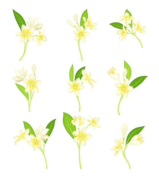 Frangipani o Plumeria Flor blanca con hoja verde en el conjunto vectorial del tallo