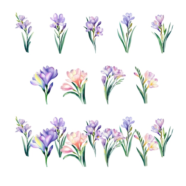 Freesia Conjunto de flores de crocus púrpura y rosa en acuarela Ilustración vectorial