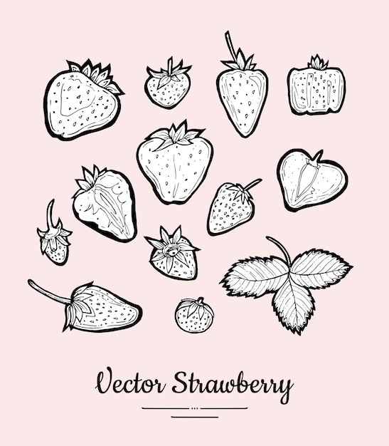 Fresa aislada Colección de frutas conjunto dibujado a mano. Menú vegetariano de comida de moda, iconos de frutas en estilo de tinta blanco y negro. Fresas enteras, picadas, bayas, hojas. Ilustración de frutas