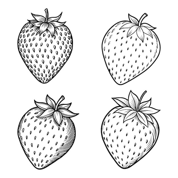 Fresa dibujada a mano grabado ilustración vectorial aislada