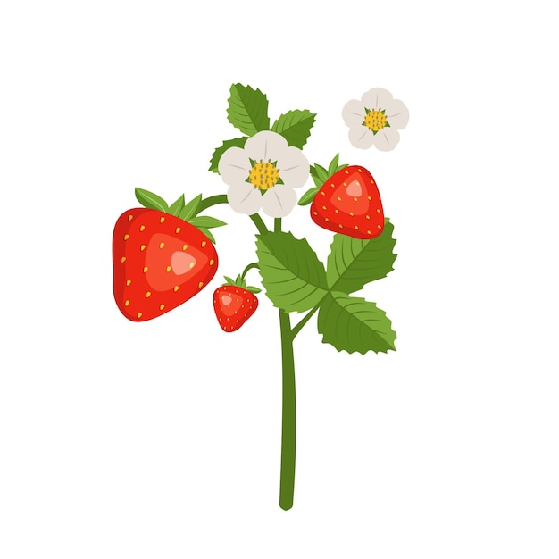 Vector fresas con hojas y flores. cosecha en el jardín o en el bosque.