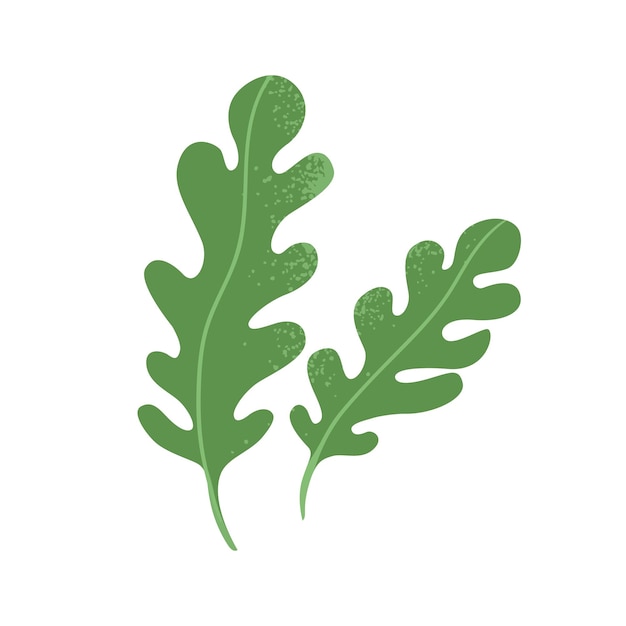 Fresca hoja de rúcula cohete de jardín de rúcola verduras de hojas verdes alimentos vegetales saludables hierbas de rúpula condimentos Ilustración vectorial plana de rúcala aislada sobre un fondo blanco
