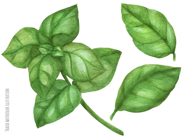 Vector fresca rama de albahaca verde. acuarela botánica ilustración trazada