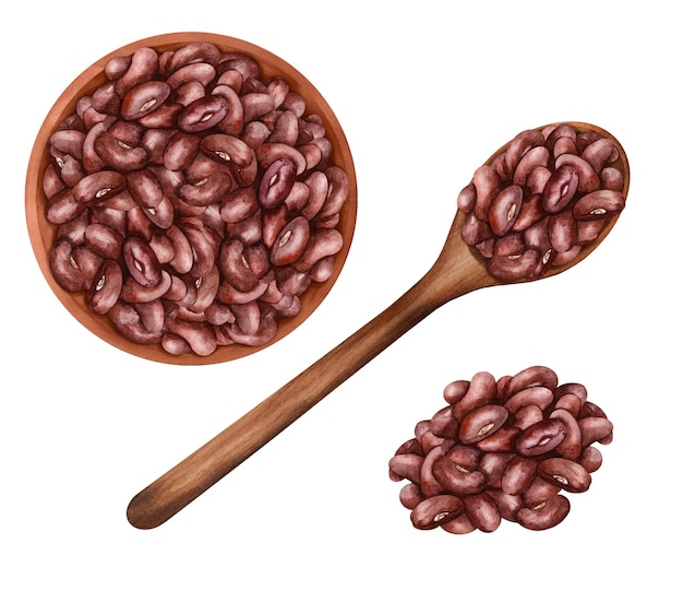 Vector frijoles rojos en cuchara de madera y en tazón ilustración dibujada a mano en acuarela