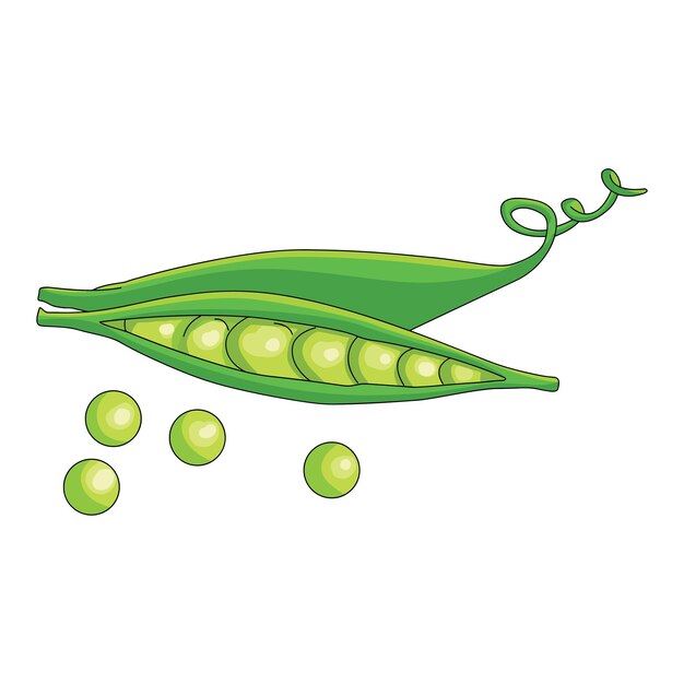 Frijoles verdes aislados sobre un fondo blanco