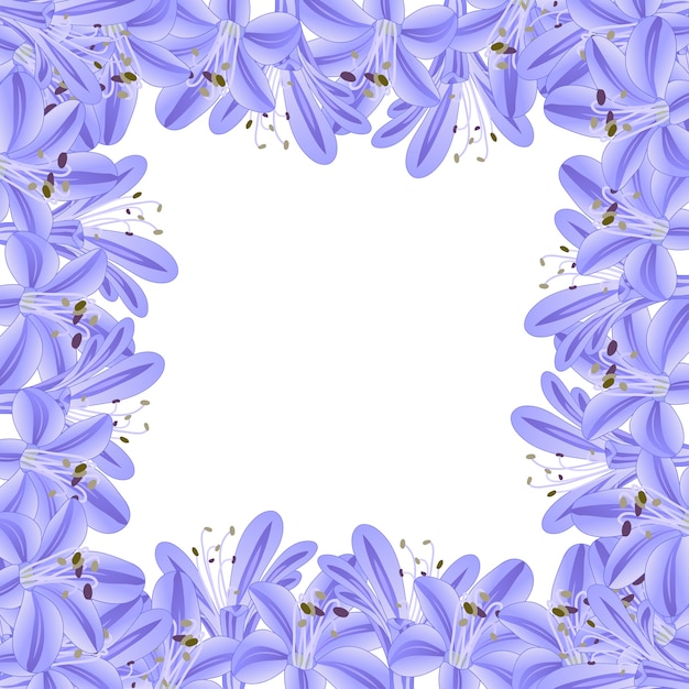 Frontera de Agapanthus Azul Púrpura