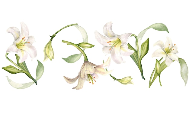 Frontera sin costuras de flores color pastel arte botánico lirios blancos acuarela aislada en lirios y hojas blancas dibujado a mano Diseño para invitación de boda en iglesia bautismo tarjeta de Pascua