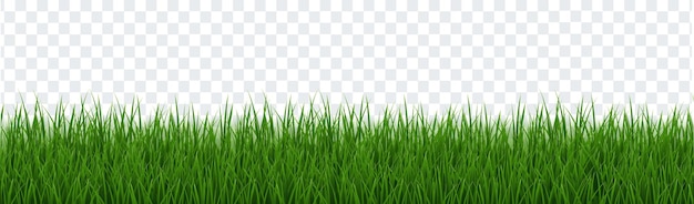 Frontera Hierba Verde Aislado Sobre Fondo Transparente