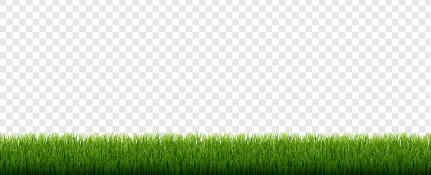 Frontera de hierba verde con fondo transparente aislado