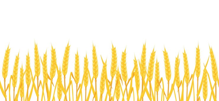 Vector frontera inconsútil del fondo del campo de trigo con las orejas amarillas maíz blanco