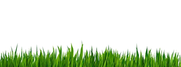 Frontera realista de hierba verde aislado sobre fondo blanco
