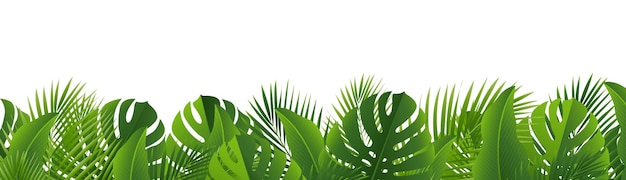 Fronteras de hojas tropicales fondo blanco aislado