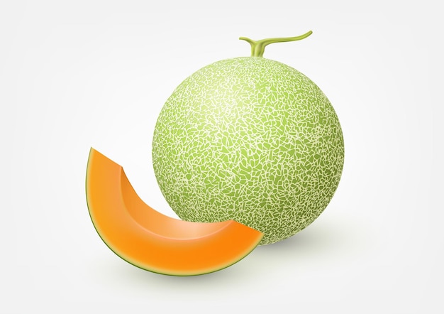 Vector fruta aislada de melón cantalupo