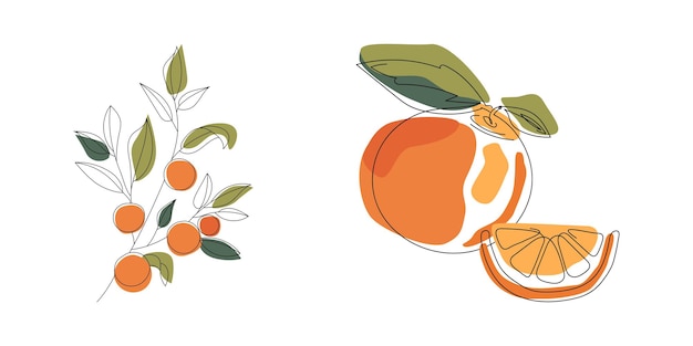 Vector fruta cítrica naranja de dibujo vectorial. fruta naranja y una rebanada en estilo de dibujo de línea continua.