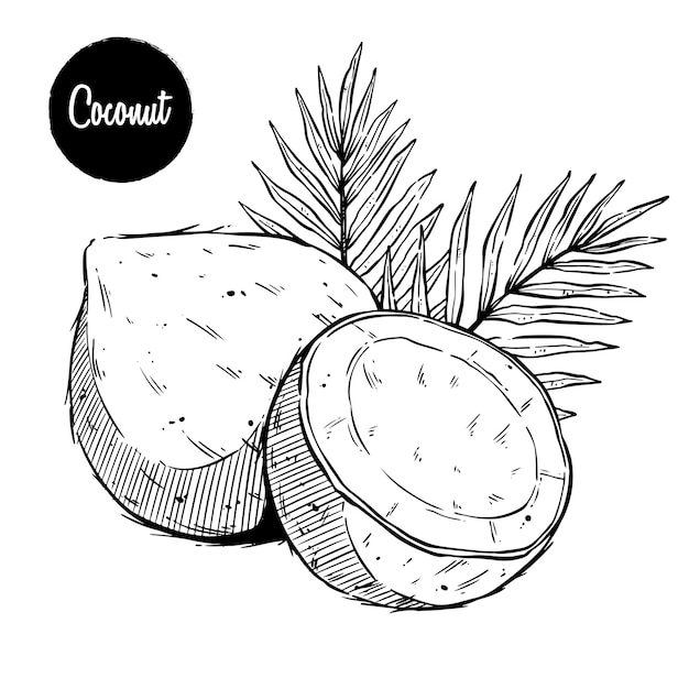 Vector fruta de coco con boceto de dibujo a mano o estilo vintage