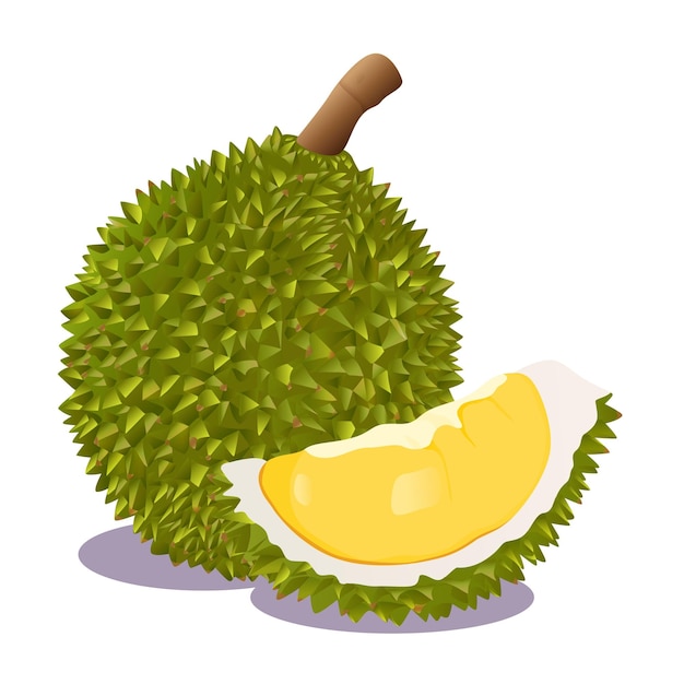 Vector fruta durian. icono plano de dibujos animados de ilustración vectorial aislado en blanco.