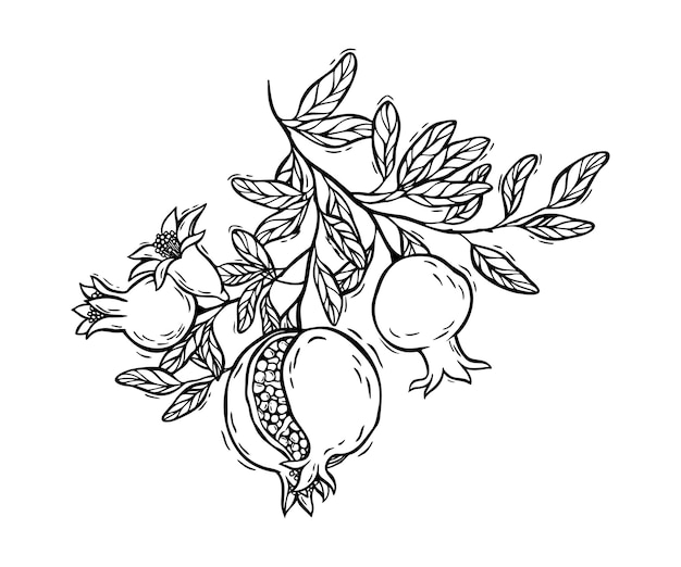 Fruta de granada con hojas y flores Ilustración botánica vectorial en blanco y negro dibujada a mano