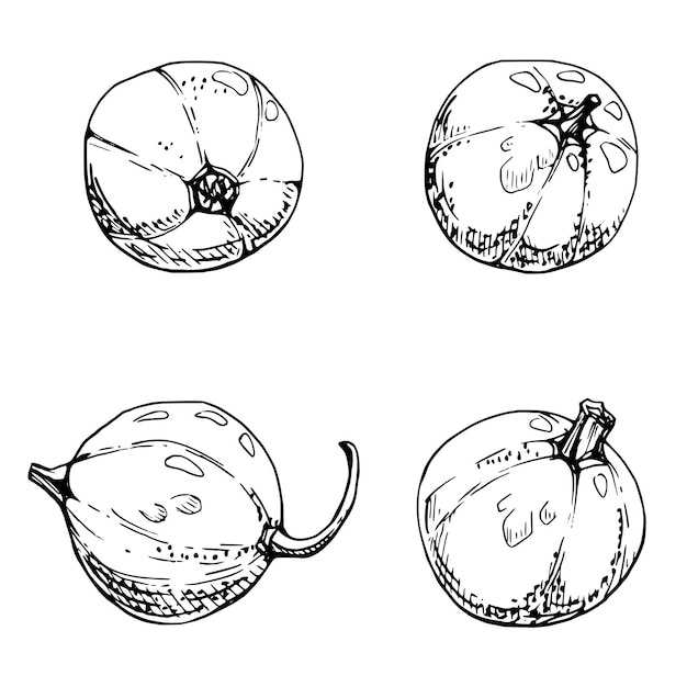 Fruta de grosella dibujada a mano con tinta vectorial