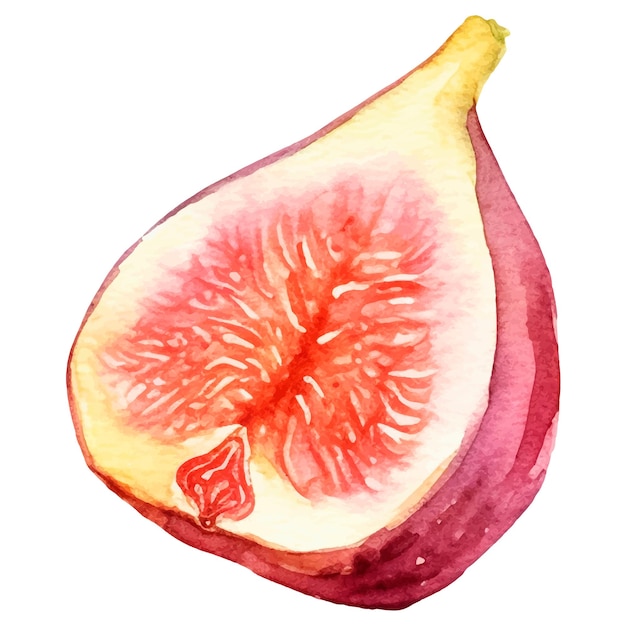 Fruta de higo pintada en acuarela Elemento de diseño de alimentos frescos dibujados a mano aislados sobre fondo blanco