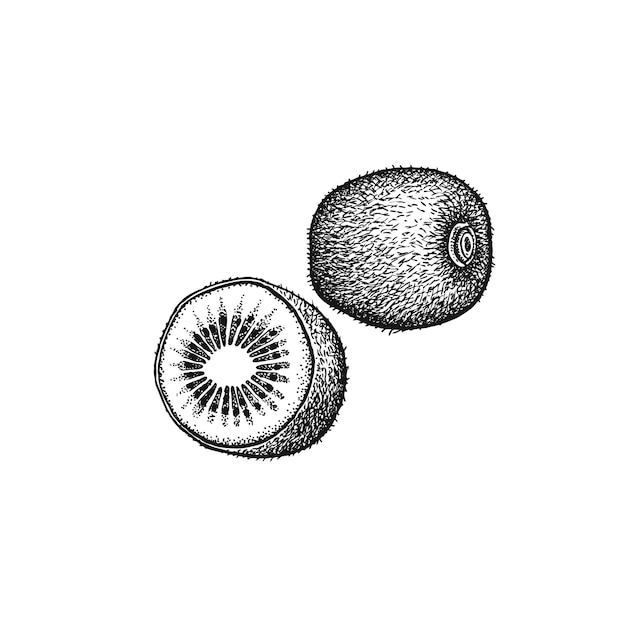 Fruta kivi Planta de ilustración vectorial realista aislada sobre fondo blanco Dibujo a mano