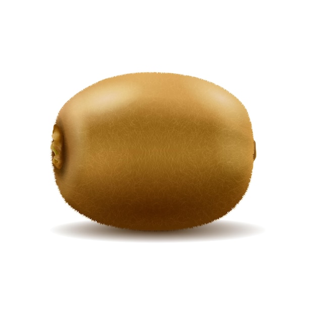 Fruta de kiwi entera aislada sobre fondo blanco. Ilustración vectorial realista