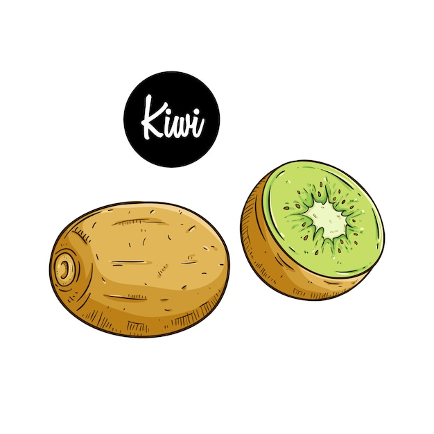 Fruta de kiwi fresca con estilo de boceto o dibujado a mano coloreado