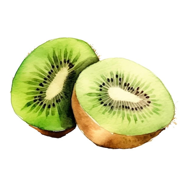 Vector fruta de kiwi pintada en acuarela, elemento de diseño de alimentos frescos dibujado a mano aislado sobre un fondo blanco