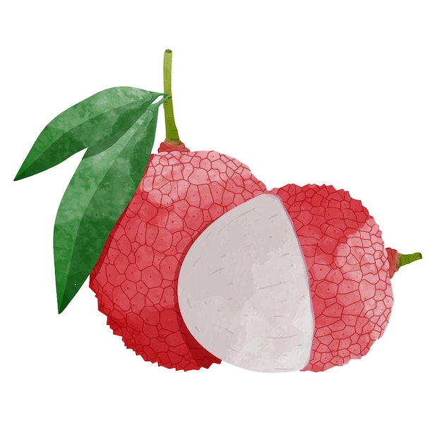 Fruta de lichi con hojas Elementos de diseño Ilustración de vector de estilo acuarela