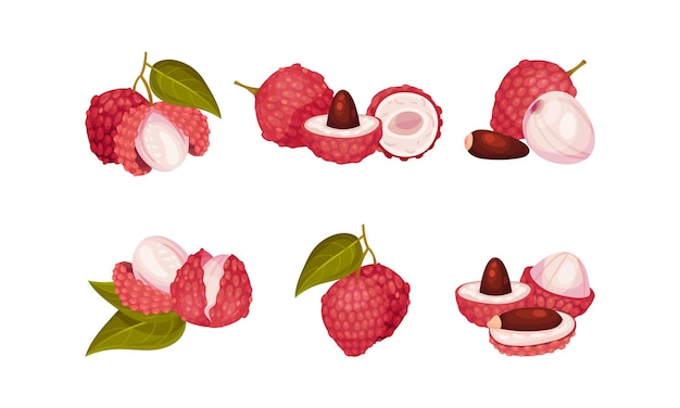 Fruta de lichi tropical con cáscara rosada y conjunto vectorial de semillas marrones